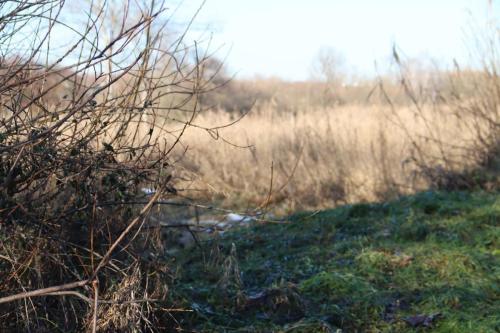 Zaprojektuj-Zielone-Pluca-Tarnowa-2 Zaprojektuj Zielone Płuca Tarnowa