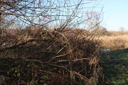 Zaprojektuj-Zielone-Pluca-Tarnowa-3 Zaprojektuj Zielone Płuca Tarnowa